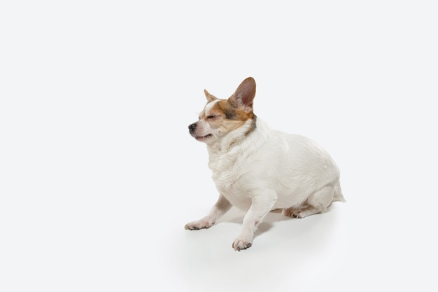 Perro de compañía de Chihuahua está planteando. Lindo perrito marrón crema juguetón o mascota jugando aislado sobre fondo blanco de estudio. Concepto de movimiento, acción, movimiento, amor de mascotas. Parece feliz, encantado, divertido.