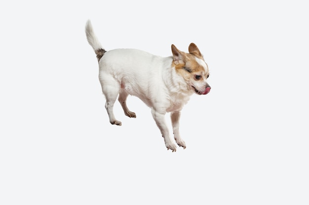 Perro de compañía de Chihuahua saltando. Lindo perrito marrón crema juguetón o mascota jugando aislado sobre fondo blanco de estudio. Concepto de movimiento, acción, movimiento, amor de mascotas. Parece feliz, encantado, divertido.
