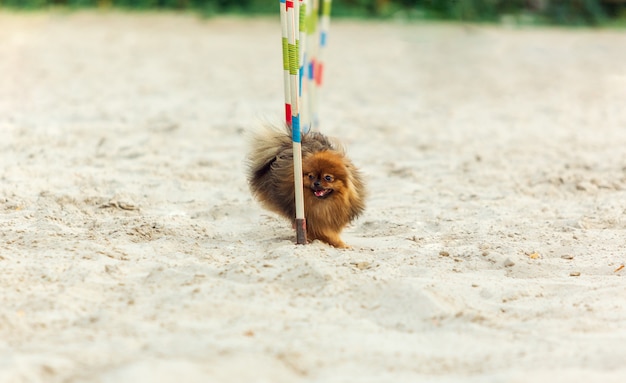 Perro Corgi Galés actuando durante el show en competencia.