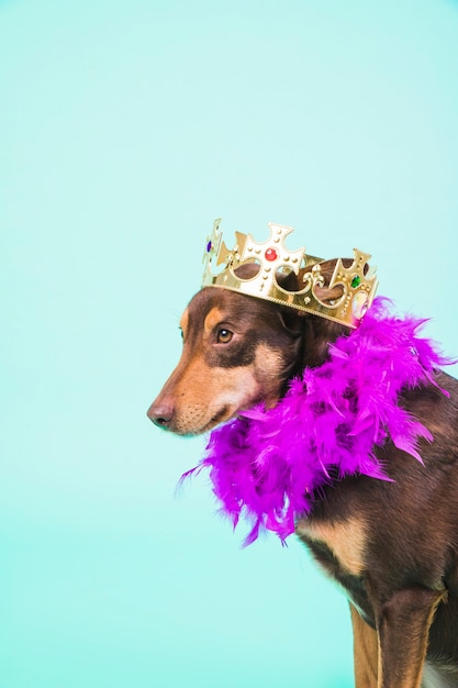 Perro con corona y plumas