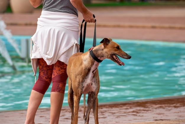 Perro con correa en un parque afuera