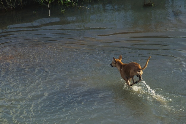 Perro, corriente, agua, seco, tierra