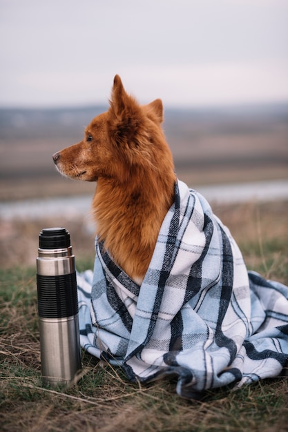 Foto gratuita perro cubierto con una manta al aire libre