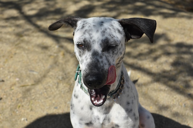 Perro cuncuu blanco y negro de cara muy dulce lamiendo su boca.