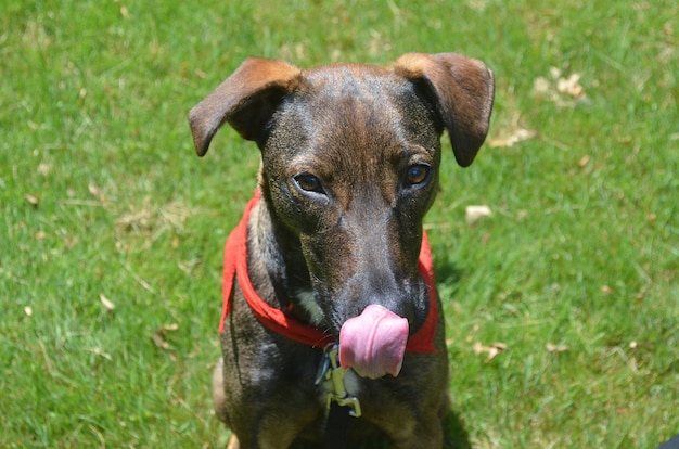 Perro cunucu muy dulce lamiendo su nariz en un campo.