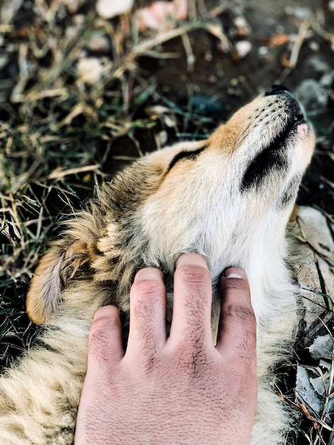 Foto gratuita el perro de la cura