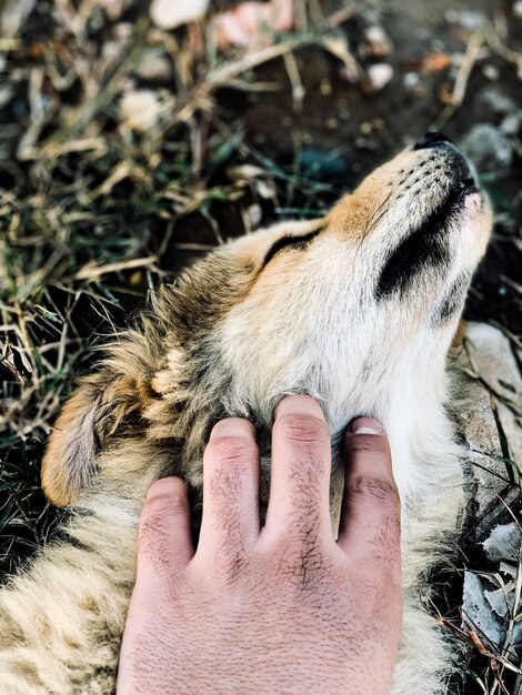 El perro de la cura