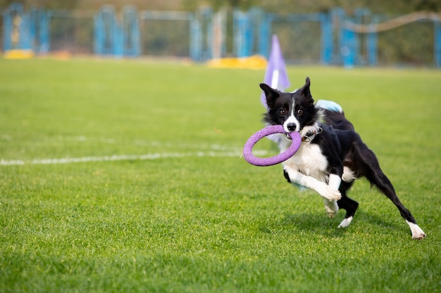 Perro deportivo realizando durante el señuelo cursando en competición