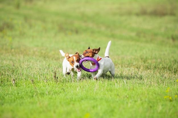 Perro deportivo realizando durante el señuelo cursando en competición