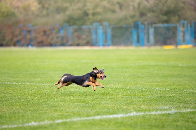 Foto gratuita perro deportivo realizando durante el señuelo cursando en competición