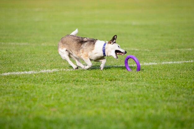 Perro deportivo realizando durante el señuelo cursando en competición