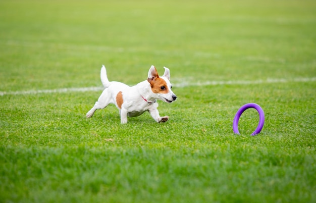 Perro deportivo realizando durante el señuelo cursando en competición