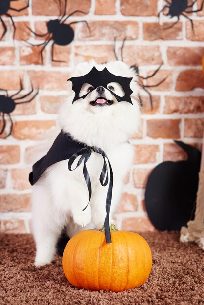 Perro en disfraz de halloween de pie sobre calabaza