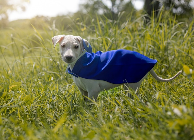 Perro Disfraz Raza Canino Amigo Mamífero Animal