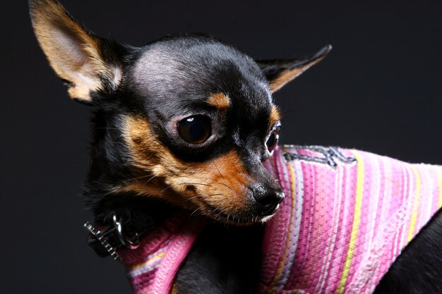 Un perro divertido en el interior de la casa