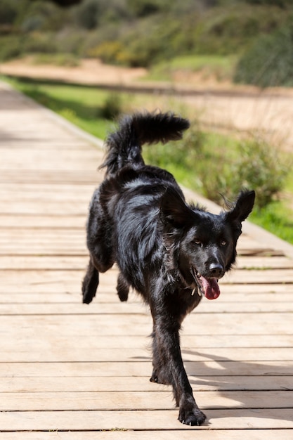 Foto gratuita perro divirtiéndose en la naturaleza