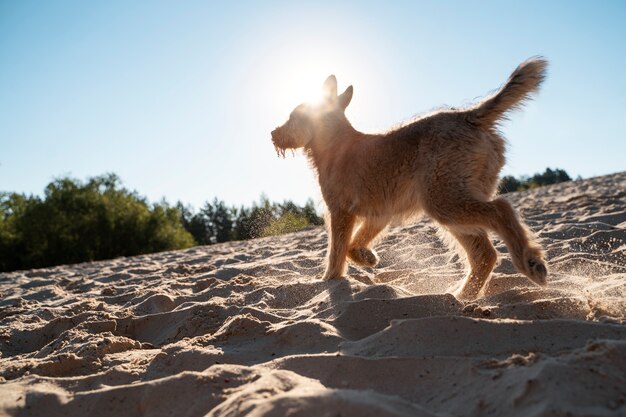 Perro divirtiéndose en una playa inclusiva