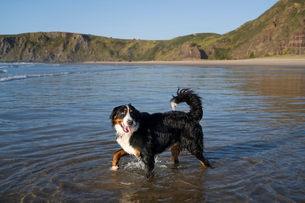 Perro divirtiéndose en la playa