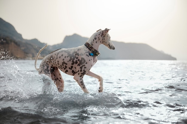 Perro divirtiéndose en la playa