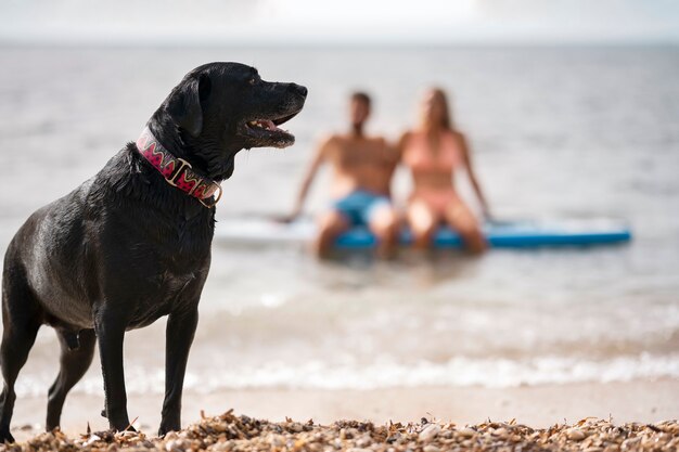 Perro divirtiéndose en la playa