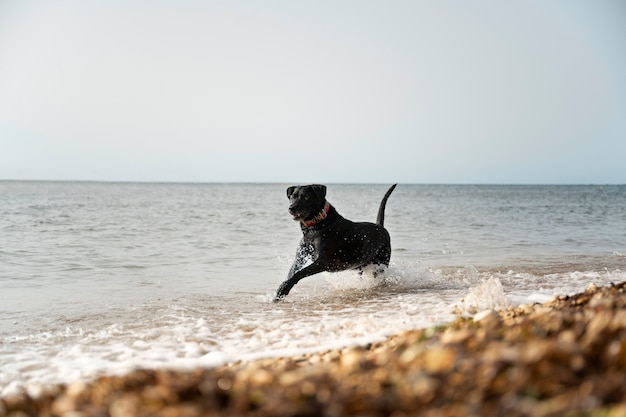 Perro divirtiéndose en la playa