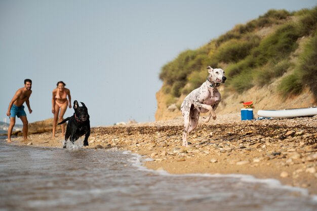 Perro divirtiéndose en la playa