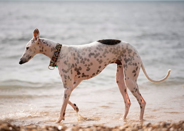 Perro divirtiéndose en la playa