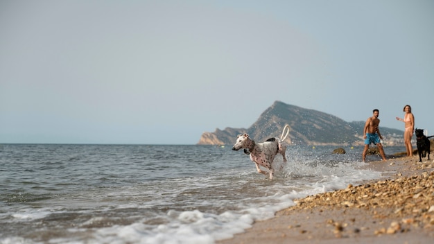 Perro divirtiéndose en la playa