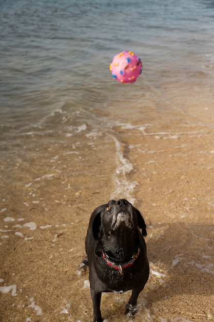 Perro divirtiéndose en la playa