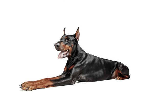 Perro Doberman aislado en blanco en estudio.