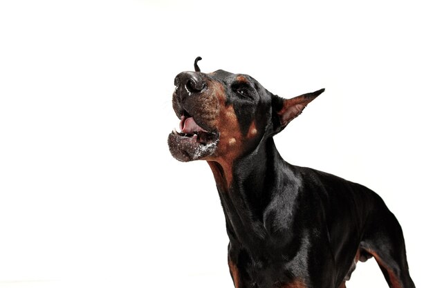 Perro Doberman aislado en blanco en estudio.