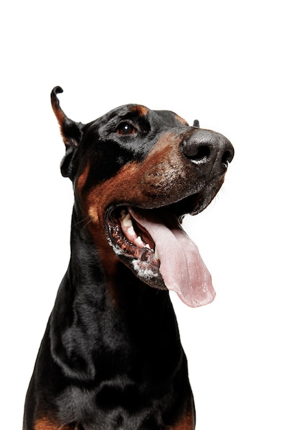 Perro Doberman aislado en la pared blanca en estudio