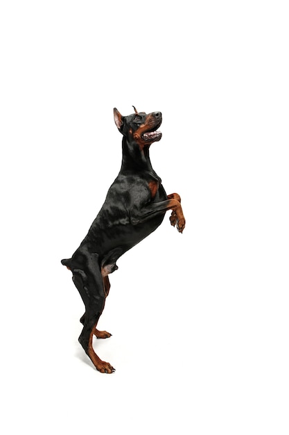 Perro Doberman aislado sobre fondo blanco en estudio. El concepto de mascota doméstica