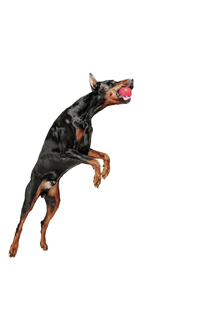 Perro Doberman aislado sobre fondo blanco en estudio. El concepto de mascota doméstica