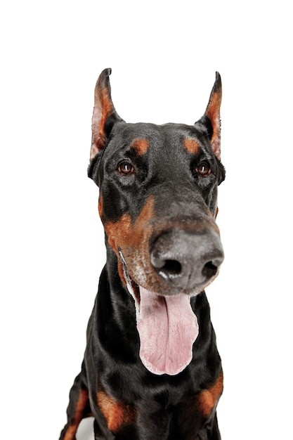 Perro Doberman aislado sobre fondo blanco en estudio. El concepto de mascota doméstica