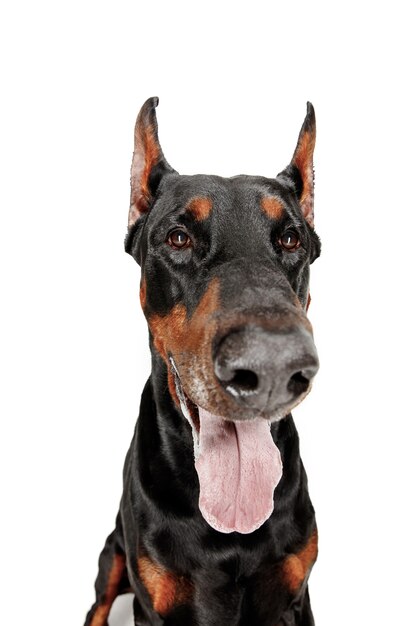 Perro Doberman aislado sobre fondo blanco en estudio. El concepto de mascota doméstica