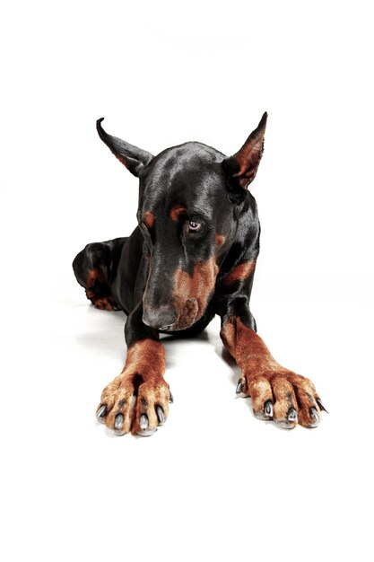 Perro Doberman aislado sobre fondo blanco en estudio. El concepto de mascota doméstica