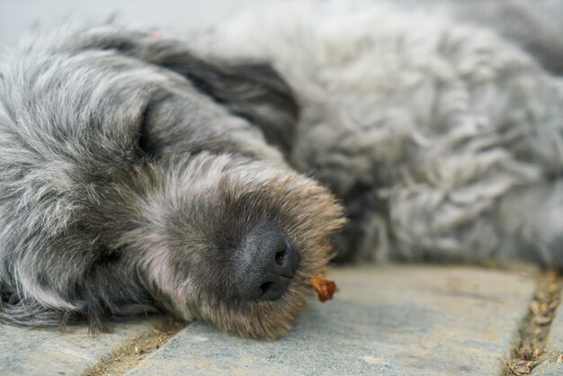 Perro dormido de cerca