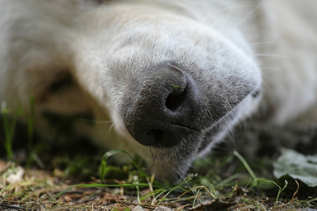 Perro durmiendo