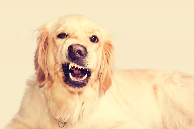 Perro enojado del perro perdiguero de oro.