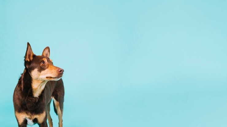 Foto gratuito perro y espacio de copia