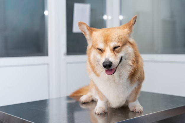 Perro esperando en la oficina del veterinario.