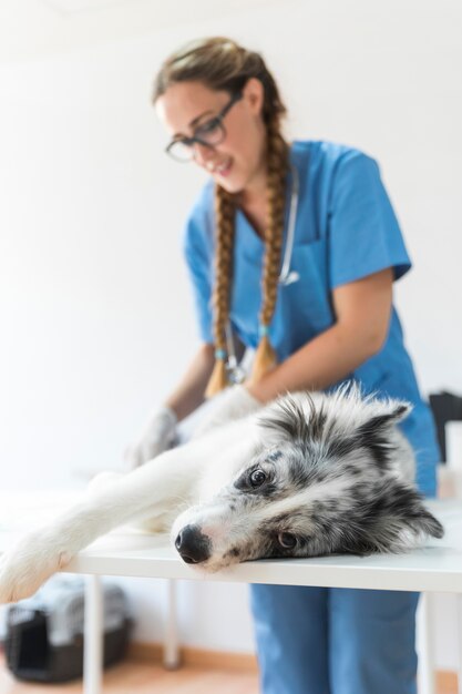Perro de examen veterinario femenino que miente en la tabla en clínica