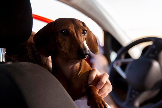 Perro de explotación viajero de cerca