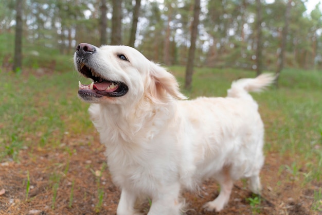 Perro feliz caminando al aire libre