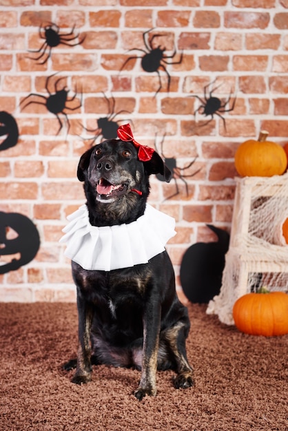 Foto gratuita perro feliz en disfraz de halloween