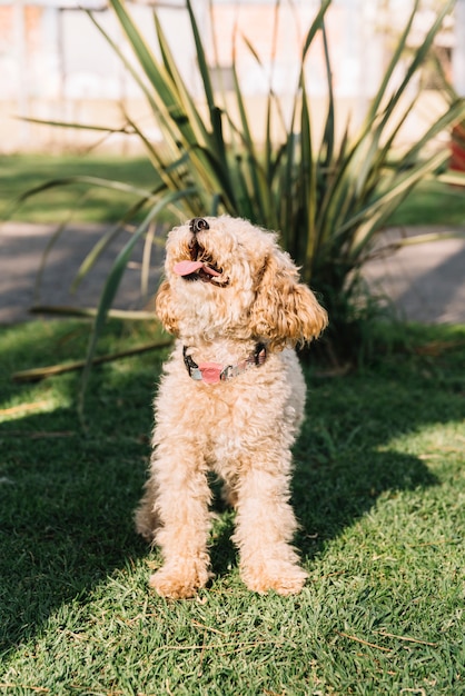 Perro feliz divirtiéndose en el parque