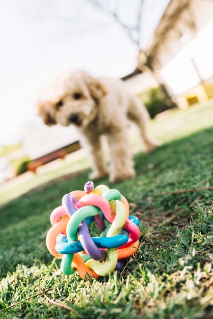 Perro feliz divirtiéndose en el parque