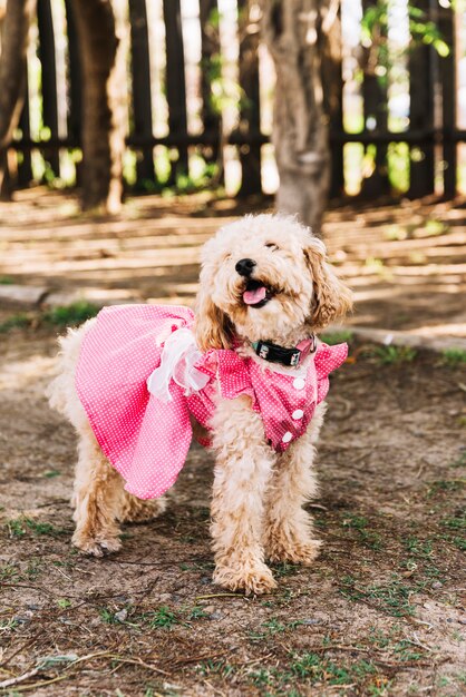 Perro feliz divirtiéndose en el parque