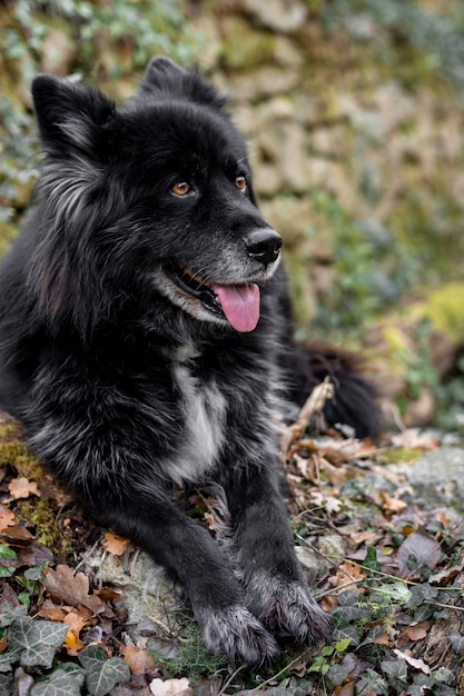 Foto gratuita perro feliz en la naturaleza